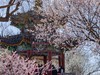 西堤春晓（8）