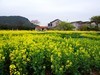 胶阳西路一小村