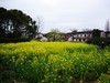 胶阳西路一小村