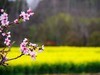 胶阳西路一小村