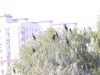 岛上鸟水中鸟