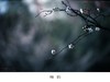 梅