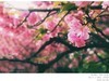 樱花（手机片）