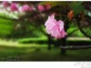 樱花（手机片）