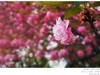 樱花（手机片）