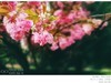 樱花（手机片）