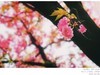 樱花（手机片）