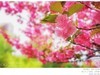 樱花（手机片）