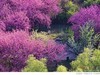 樱花林