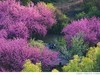 樱花林