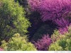 樱花林
