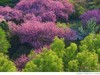 樱花林