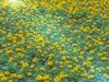 莫奈花园 悠闲舒适 天坛公园 （39图）！