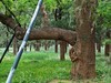 莫奈花园 悠闲舒适 天坛公园 （39图）！
