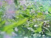 莫奈花园 悠闲舒适 天坛公园 （39图）！