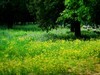 莫奈花园 悠闲舒适 天坛公园 （39图）！
