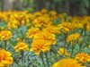莫奈花园 悠闲舒适 天坛公园 （39图）！