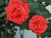 拍摄花卉一（571）
