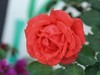 拍摄花卉一（571）