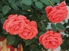拍摄花卉一（571）