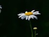 百日菊