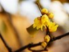 腊梅花