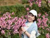 桃花盛开的池方