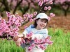 桃花盛开的池方