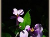 春花一组