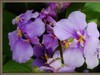 春花一组
