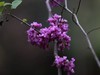 紫荆花