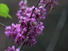 紫荆花