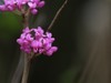 紫荆花
