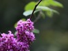 紫荆花