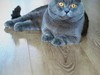 卡尓特猫