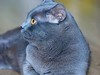 卡尓特猫