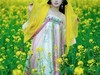油菜花