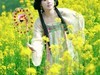 油菜花