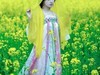 油菜花