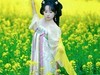 油菜花