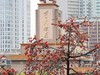 红棉灿放
