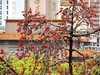红棉灿放