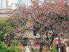 红棉灿放