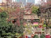 红棉灿放