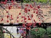 红棉灿放