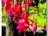 卡片爱花