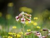 【图集】地黄花开忆旧年