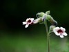 【图集】地黄花开忆旧年