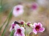 【图集】地黄花开忆旧年