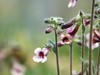 【图集】地黄花开忆旧年